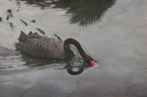 Western Australian Reflection