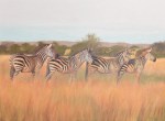 The Zebra Crossing
